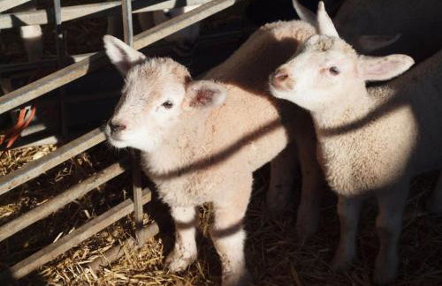 Coach House - detached cottage within 135 acres - Foto 32