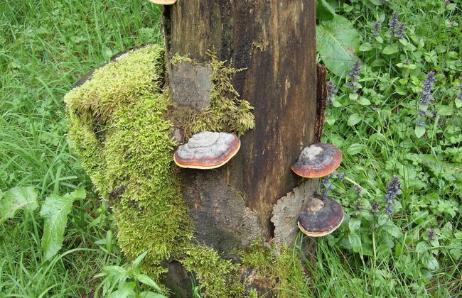 Hillside Cottage Near Winterberg - Foto 14