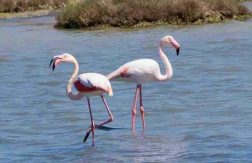 Villa Belvedere - Foto 13