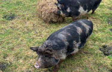 Ruby's Retreat! Farm Stay! North devon! Sleeps 6! Beaches Exmoor! - Foto 17