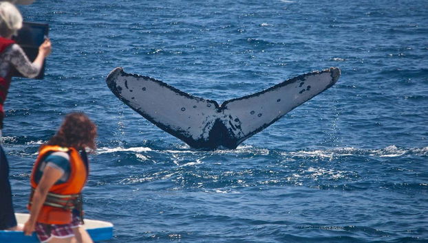 Observando la cola de una de las ballenas