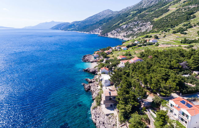 Plavac Mali - Foto 21