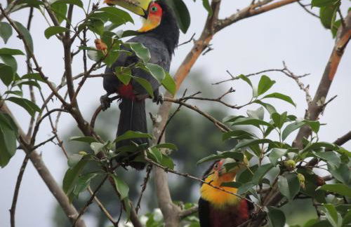 Monte Mauá Chalés - Photo 54