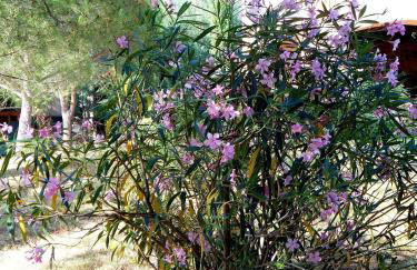 Casetta Francini - Foto 22