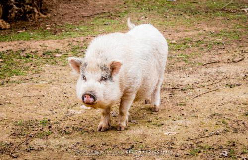 Quinta Manel da Gaita - Foto 9
