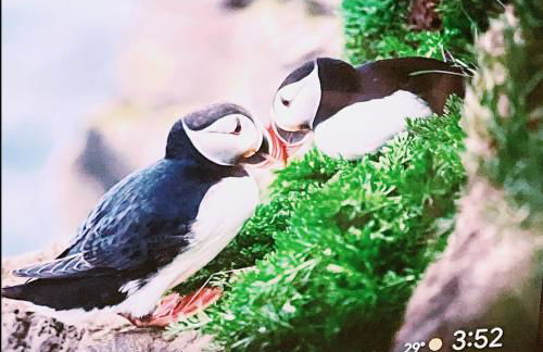 Semper Invictus Apartment - Palazzo Framarino dei Malatesta - XIV Century - Foto 27