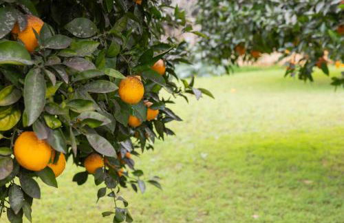 Yourhouse Villa Sa Caseta - Foto 36