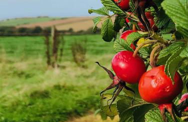 Downe Cottages - Foto 19