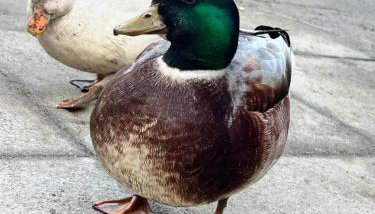 Converted Granary on a rural small holding - Foto 3