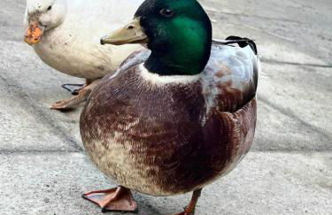 Converted Granary on a rural small holding - Photo 3