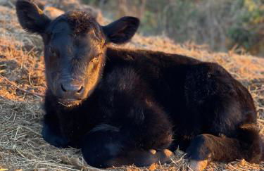 Agriturismo Montecolombo by Il Ritorno - Foto 53