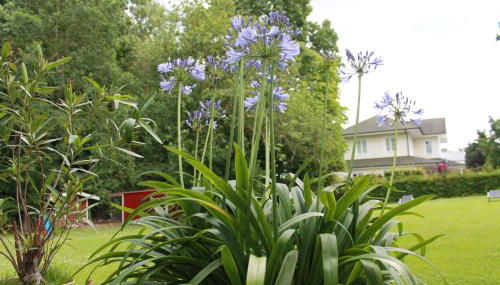 Forsthaus Wendt - Foto 5, Garden