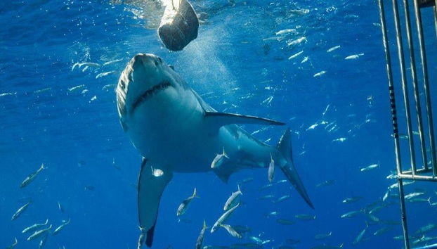 Immersioni in gabbia con i grandi squali bianchi - Tour di un'intera giornata per piccoli gruppi - Foto 4