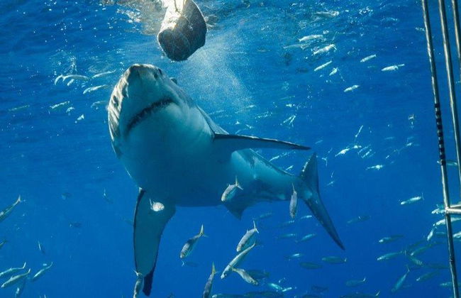 Immersioni in gabbia con i grandi squali bianchi - Tour di un'intera giornata per piccoli gruppi - Foto 4