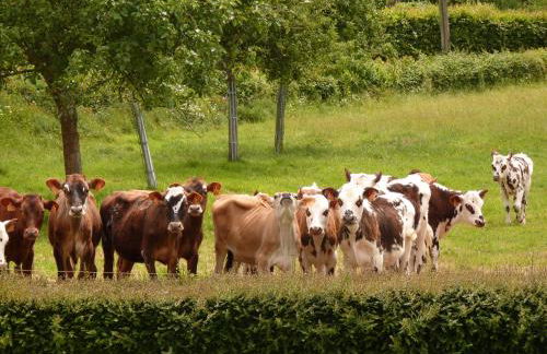 Gite de la Huberderie - Foto 13