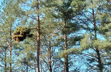 Leśna Chata kuracyjna nad rzeką z sauną w Borach Tucholskich - Foto 49
