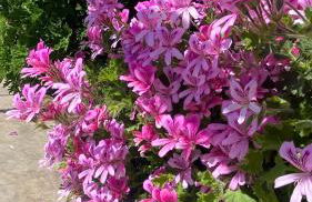 La Paratá Suites Mojácar - Foto 26