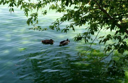 Fischerhaus am See - Photo 57