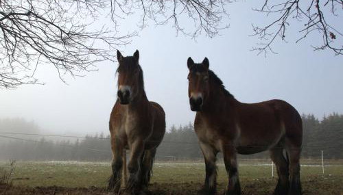 Fewo-rosenberger-sauerland - Foto 3