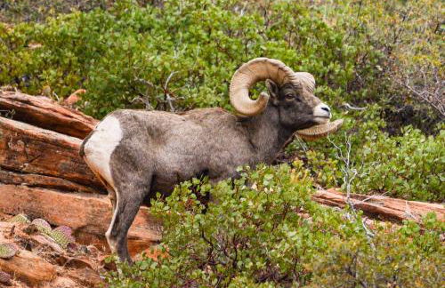 Treetop #8 at East Zion Resort - Foto 18