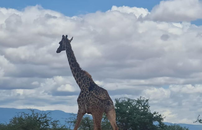 Amanya Star Bed Amboseli - Foto 12