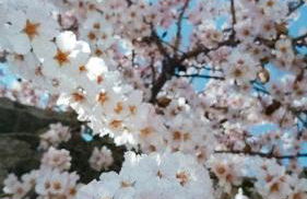 Cantinho da Aldeia - Foto 24