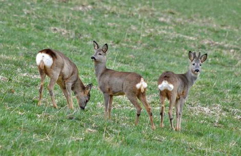 La Vallée des Biches G1 - Foto 24