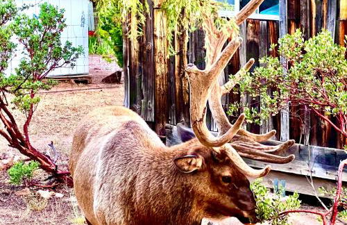 Hidden Gem Retreat in the Heart of Payson - Foto 60