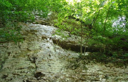 Cabin with a tree house on a buffalo farm . - Foto 11