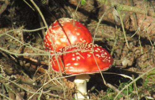 Deine-Eifel-Ferienwohnung - Foto 68