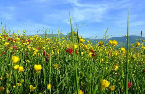 Apartment Anwesen mit Schwimmbad by Interhome - Foto 30