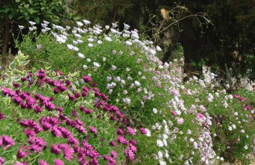 Kiki's Apartments - Foto 37