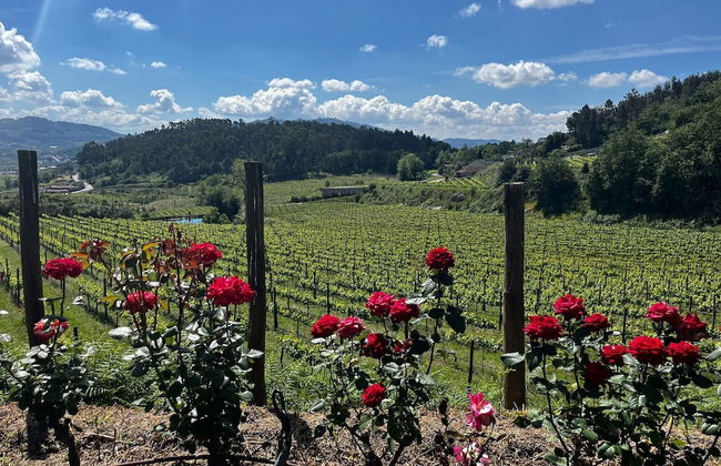 Quinta Picouto de Cima - Foto 11