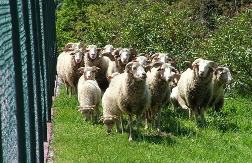 Casas do Toural - Foto 38