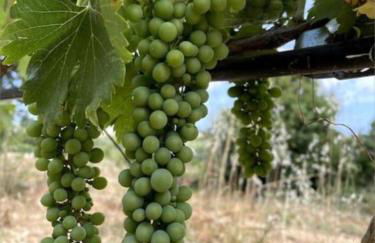 Quinta do Coelhoazul - Foto 9