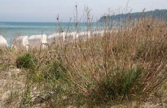 Strandhus Baabe Haus 229 - Foto 21