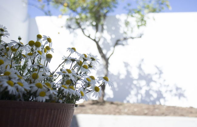 Casa dos Aromas - Foto 32