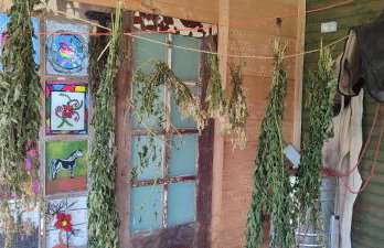 Agroturystyka Zielony Domek - Apartament na wyłączność, slow life, staw, oswojone zwierzęta gospodarskie, posiłki z własnych eko produktów - Foto 48