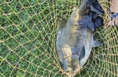 Chácara Pedacinho do Céu - Foto 9