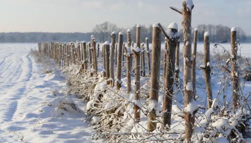 Naturgarten Karlsfeld in der schönen Lausitz - Foto 4, Garden