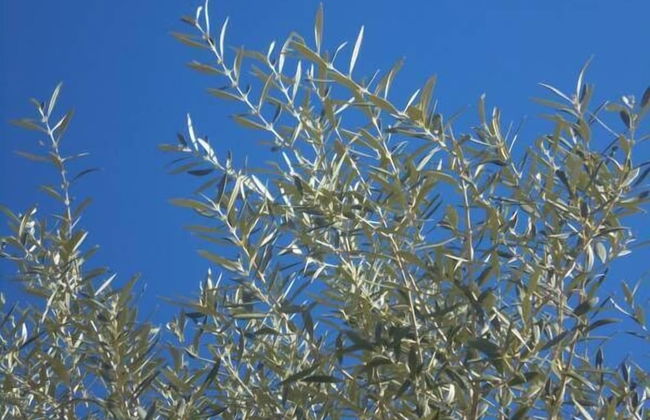 Villa Le Tre Palme - Foto 46