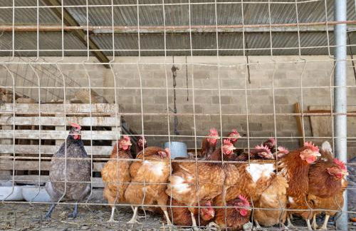 Mas Cal Gintó - Foto 31