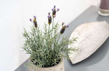 Casa Olina - Photo 53