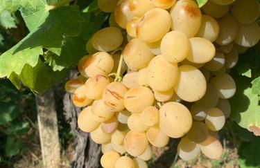 Egesta, villa with private pool - Foto 53