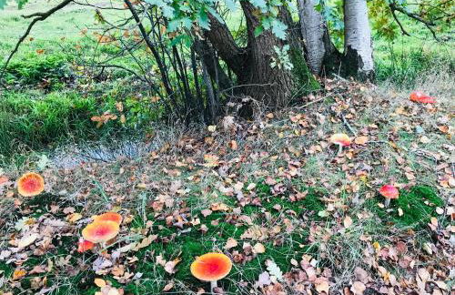 Kleine Burg Ovelgönne - Foto 50