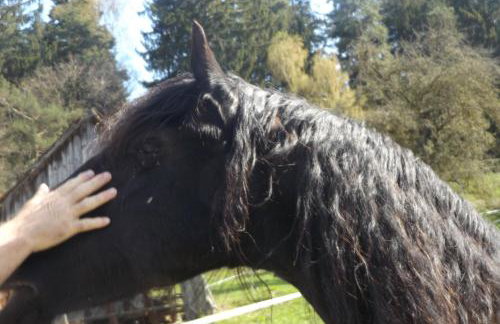 Ferienhaus-Hotel "Zur Grünen Oase" - Foto 41