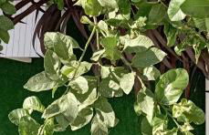 MARY'S APARTMENT in Paradissi - Foto 26