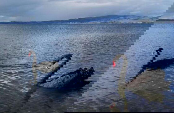 Great view near Rotorua lake - Foto 22