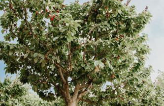 Casa das Nogueiras - Foto 59