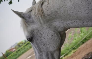 Agriturismo Quadrifoglio Relax - Foto 83